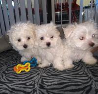 Healthy Maltese puppies with all papers image 1